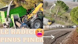 ABBATTIMENTO PINUS PINEA E CIPPATURA / PINUS PINEA FALLING AND WOOD CHIPPING