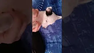 dance time #pug #anime #labrador #dogs #pets #puppy #pawbaby #viral #trending #trendingshorts