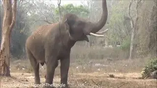 Elephant Chasing Tourists