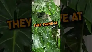 Тип ухода за Monstera Deliciosa