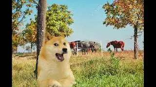 famous nilanjona audio | Assamese vlogger | meme vlogger | memes