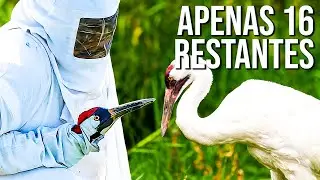 15 animais salvos da extin&ccedil;&atilde;o pelos humanos
