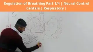 Regulation of Breathing Part 1/4 | Neural Control Centers | Respiratory | AL