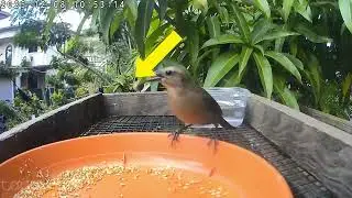 Spicy brown bird is improving her technique #stillandwhiskerstudio #birdshorts #birdwatching 