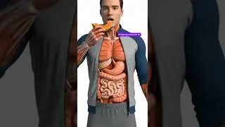 This Is What Happens to Your Body When You Eat Papaya | 3D Animation.