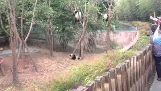 Teenage pandas on trees. Chengdu panda research center. Chengdu, China. 1 April 2015