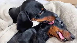 Loulou's tartar removed under anesthesia, Coco is so worried about her.