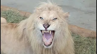 Dubai Safari Park Veterinary Hospital- Samsun the Lion!