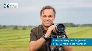 Livestreaming under Vinterf&aring;glar inp&aring; knuten