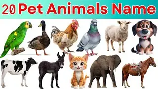 Animals Name | Domestic Animals Name Pet Animals with pictures | Pet animal #domesticanimalsforkids