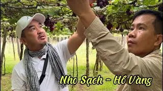 Nho Sạch - Nông trại Hồ Vàng