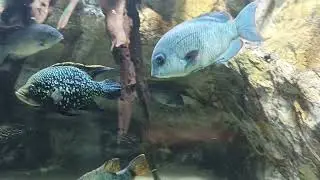 Aquarium tropical de Porte Dorée, Paris...