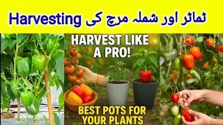 Tomato & Bell Pepper Harvesting Tips + Best Pots for Plants Online