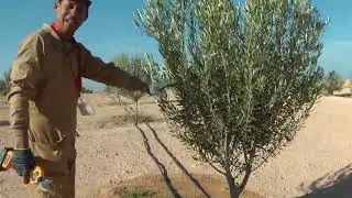 الفرق في التقيم بين المنارة الأربكوين بعد سنتين من تكوينها وتجريب المقص الكهربائي العيون الشرقية