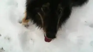 Polly.MOV