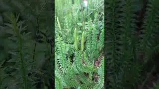 Плауны - древние растения в современном лесу