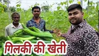 गिलकी की खेती । Sponge gourd farming ।  Gilki ki kheti . गलके की खेती। Galke ki kheti।