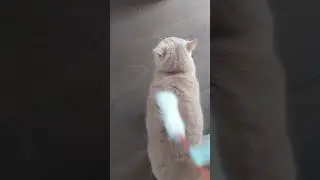 Melompat ke tempat lain #cat #shorthaircat #britishshorthair #cutecat #shortvideo