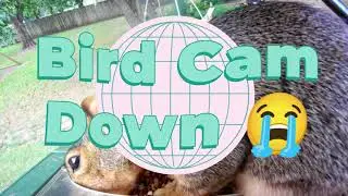 Bird Cam Down! Temporarily! #bigsquirrell  #meansquirrel #heavysquirrel #toohot  #busterwantstofish
