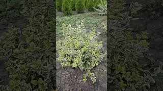Бересклет Эмеральд Голд (Euonymus Emeralds Gold)