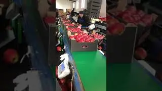 Ser-Mac sorting machine for Apple