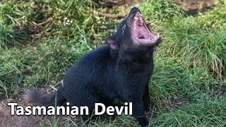 Unbelievable Secrets of the Ferocious Tasmanian Devil 🦡Revealed! You Won't Believe Fact #4!