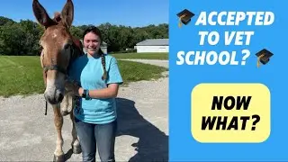 Accepted to Vet School? Here&rsquo;s What to Do Next!