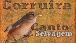 Corruíra canto selvagem gravada ao vivo em HQ para os amantes desse pequeno e potente cantor