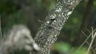 A Branch of Tree | Free Stock Video Footage HD 4K