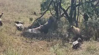 Nature's Clean-up Crew: Vultures vs. Hyena in Kruger Park.