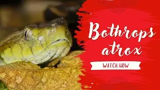 🟢 The Deadly Yet Fascinating Bothrops Atrox &ndash; South America's Most Feared Viper! 🐍