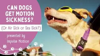 Can Dogs Get Motion Sickness? (Or Air Sick or Sea Sick?)