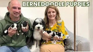 Our Bernedoodle's Guardian Parents Come and Visit Her and Puppies | DixieXBrantley