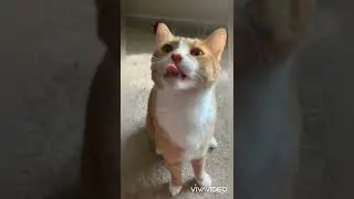Cat Demo Reel for Ent. Technology and Innovation Course