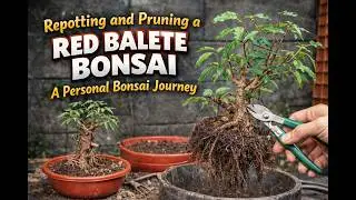 Repotting and Pruning a Red Balete Bonsai | A Personal Bonsai Journey