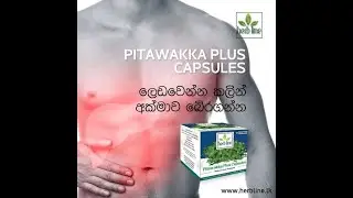 Pitawakka Plus Capsules | Nature's Liver Protector | පිටවක්කා  ප්ලස්  |  Connect With Herb Line