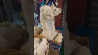 Dried Llamas in the Witches' Market in Bolivia