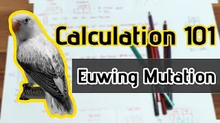 Lovebird Genetic Calculation 101 - Euwing Mutation