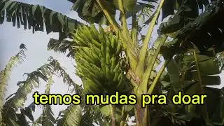 Colheita de banana da terra Maranhão ou nove palmas