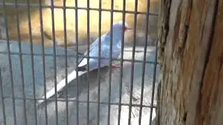 Applegate Park Zoo: Doves