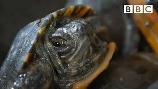 Frozen turtles 'come back to life' 🐢😲 | Frozen Planet II - BBC