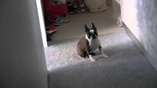 OSFT VLog | July 20th 2015 Random Dog walks into our unit