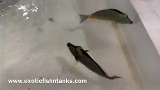 &ldquo;FIJI&rdquo; Naso Tangs!