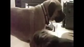 Animals Play Fighting