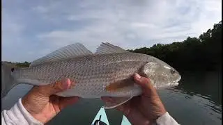 MIRROLURE INSHORE SLAM! (SNOOK, TROUT, REDFISH) ON THE PADDLE BOARD!