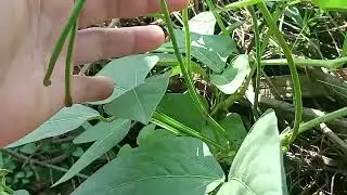 Cập nhật vườn đậu bắp sau những ng&agrave;y mưa gi&oacute;