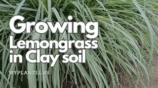 How I Grow Lemongrass In Clay Soil With Zero Watering & Drink It Every Day