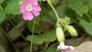 Silene pink champion (Silene dioica)