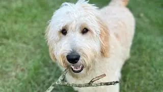Maverick Doing What He Loves The Most!