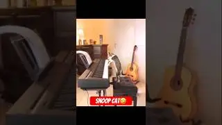 Snoop Cat 🐈 😂 eee #azikboom #cat #funny #tiktok #funnyvideo #lifehacking